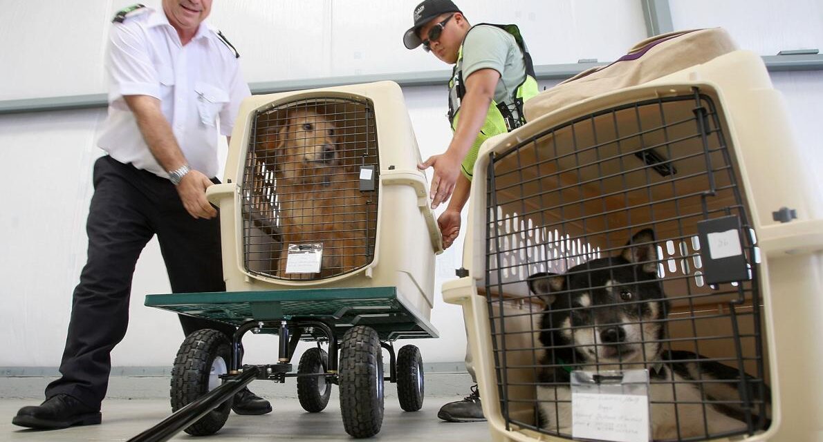 pets-on-a-plane-1190x640